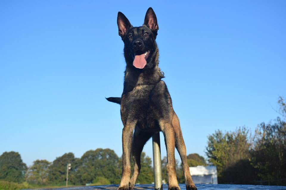 Archive photograph of an Action K9 Belgian Malinois