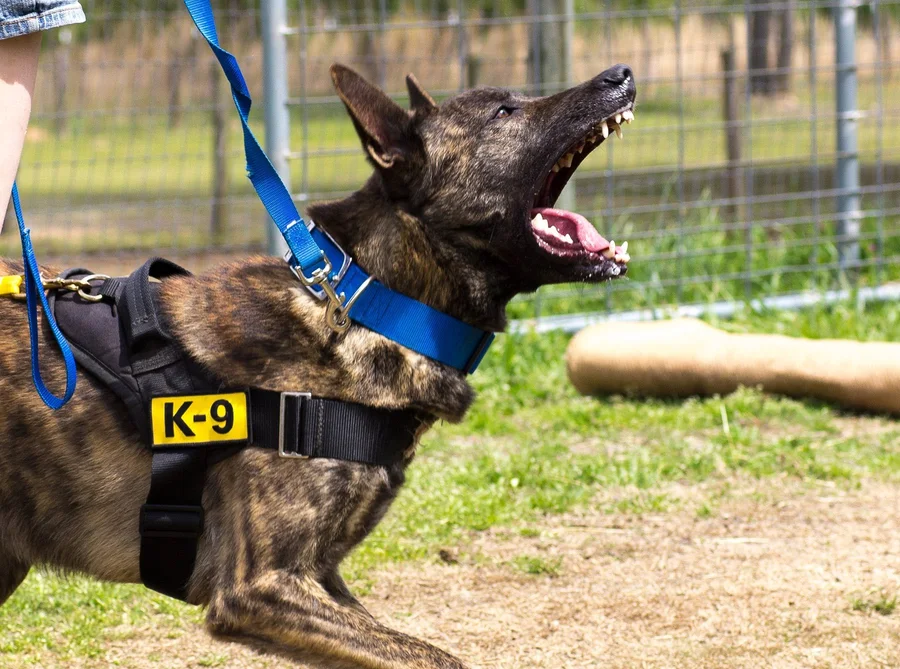 Working Malinois during a training exercise